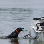 Drifter marine dog boat boarding ladder shop